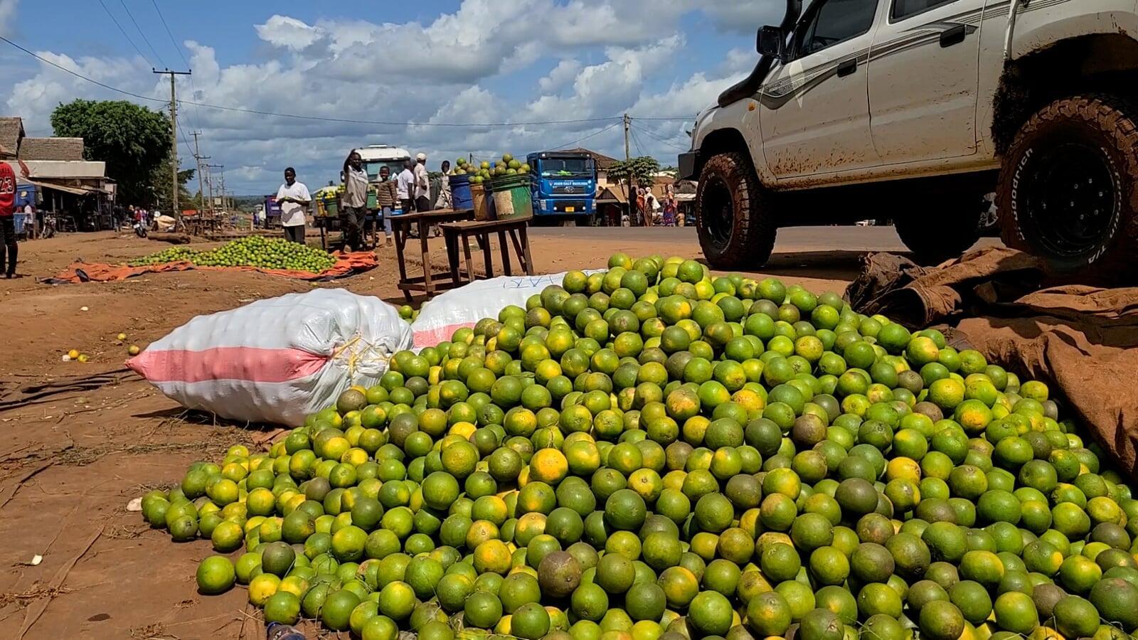 The Incredible Benefits of Tree Planting in India: Apply for Grants to Make a Sustainable Impact!